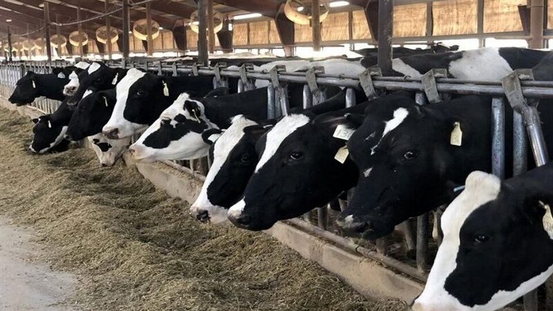 چراشهرک دامی سفیدشت با بحران تامین آب روبرواست؟