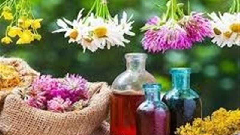 افزایش چشمگیر تولید گیاهان دارویی در هرمزگان؛ رسیدن به 9 هزار تن سالانه!