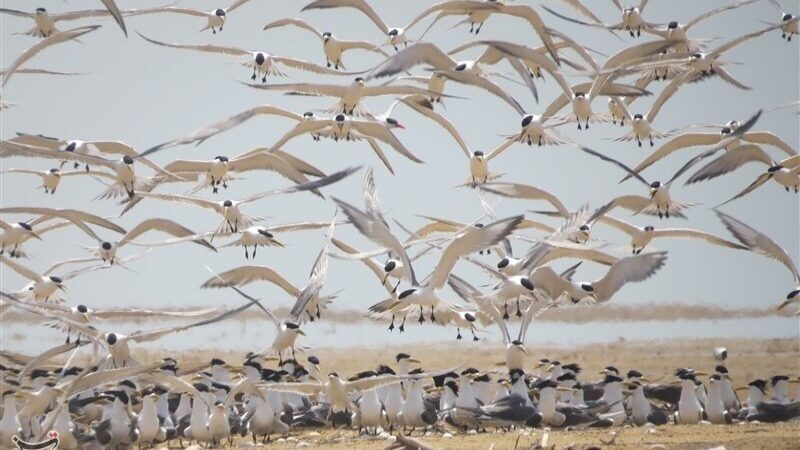 کشف 94 لاشه پرندگان مهاجر قاچاق در فریدونکنار