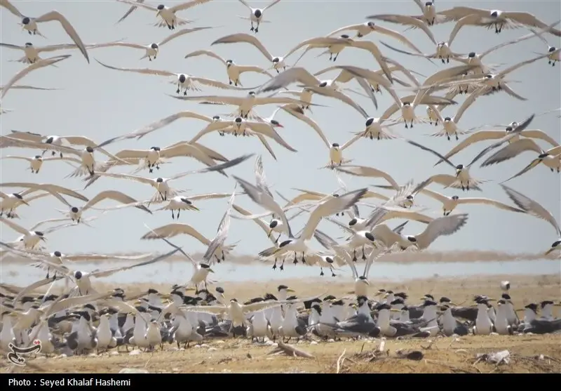 کشف 94 لاشه پرندگان مهاجر قاچاق در فریدونکنار