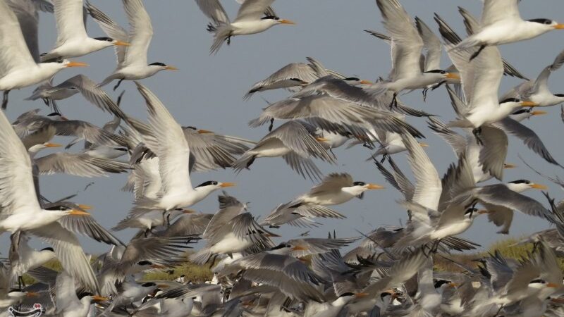 افزایش چشمگیر نظارت‌ها در فصل مهاجرت پرندگان مازندران؛ شکارچیان غیرمجاز در تله قانون گرفتار شدند!