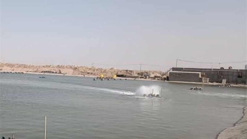 نقشه راه تولید میگوی پرورشی هرمزگان 1405 با حمایت‌های ویژه تدوین شد