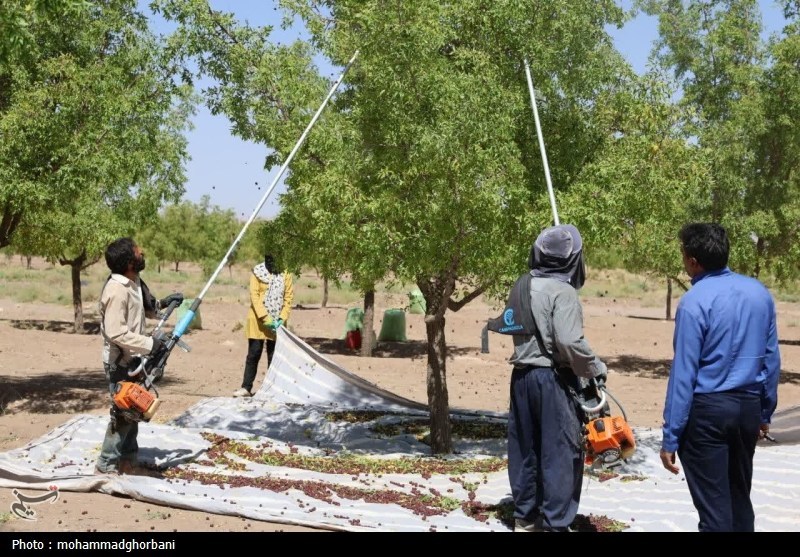 رشد چشمگیر استقبال کشاورزان خراسان جنوبی از بیمه محصولات زراعی و باغی در سال جدید!
