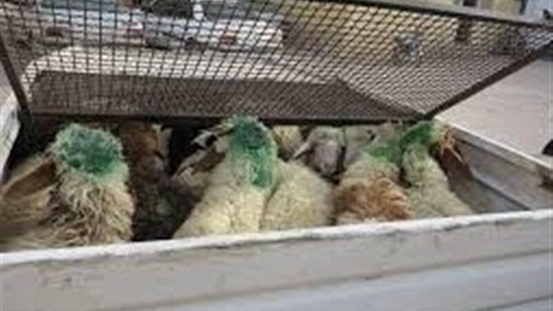 قاچاقچی دام در گناباد به جرم 17 میلیاردی نقره داغ شد!