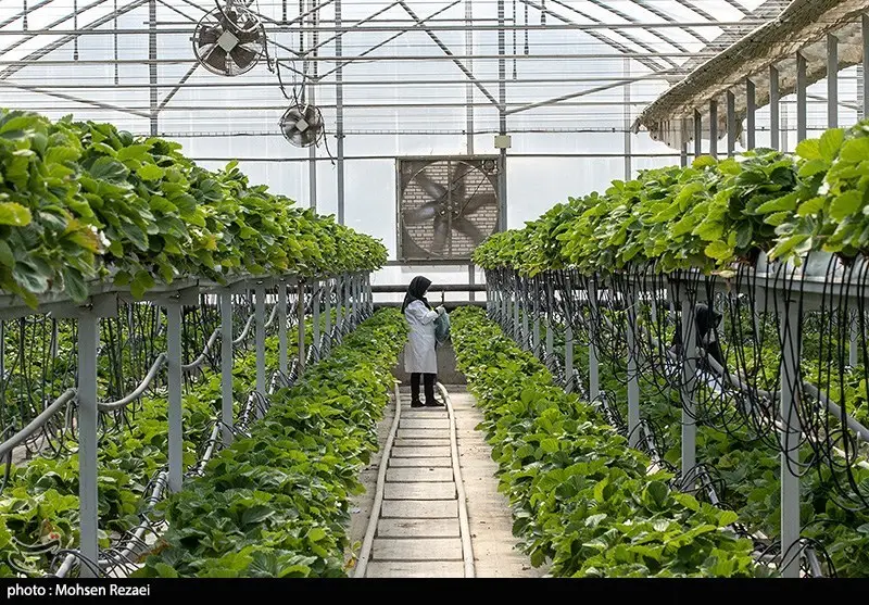 چرا مصرف گاز گلخانه استوایی جلفا برابر با یک پنجم درآمد صادراتی آن است؟