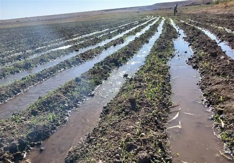 آغاز طرح نوین کشت 20 هکتار گیاهان علوفه‌ای در سیروان برای مقابله با خشکسالی بی‌سابقه