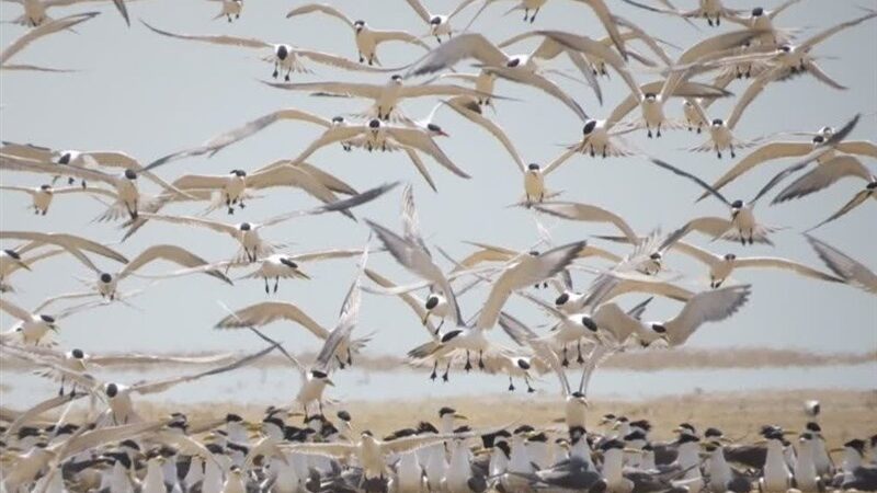 هجوم شگفت‌انگیز هزاران پرنده مهاجر به تالاب‌های شمال؛ راز کوچ زمستانی از سیبری فاش شد!