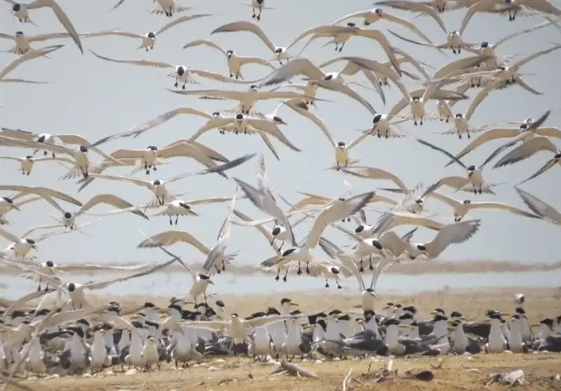 هجوم شگفت‌انگیز هزاران پرنده مهاجر به تالاب‌های شمال؛ راز کوچ زمستانی از سیبری فاش شد!