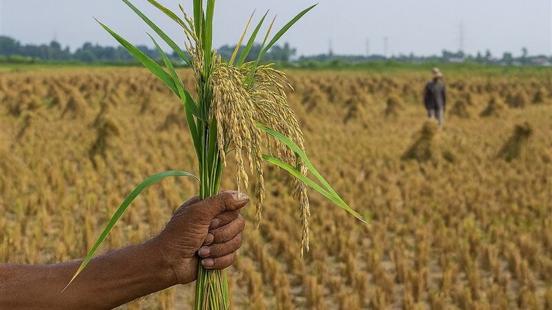 جهاد کشاورزی آذربایجان شرقی؛ متهم اصلی هدررفت آب و کاهش کیفیت محصولات کشاورزی