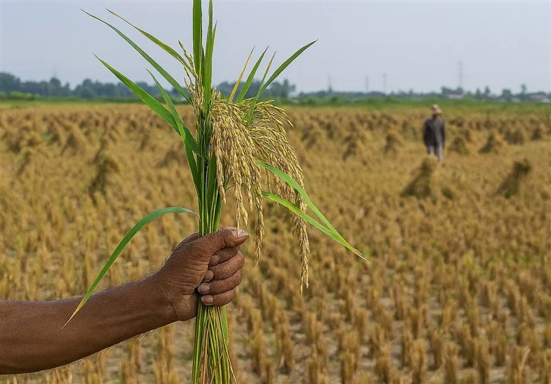 جهاد کشاورزی آذربایجان شرقی؛ متهم اصلی هدررفت آب و کاهش کیفیت محصولات کشاورزی