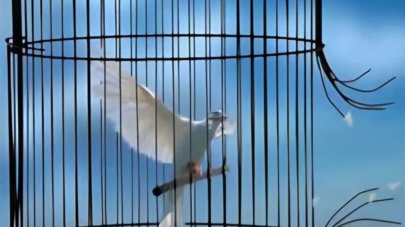 آزادی ۵ زندانی غیرعمد در کاشان با همت خیران؛ قصه‌ای از همدلی و بخشش