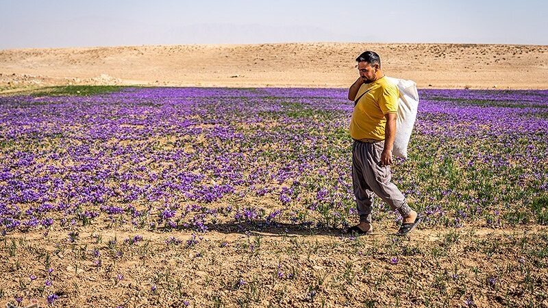 خشکسالی بی‌رحم تایباد؛ تولید زعفران ۲۵ درصد کاهش یافت!
