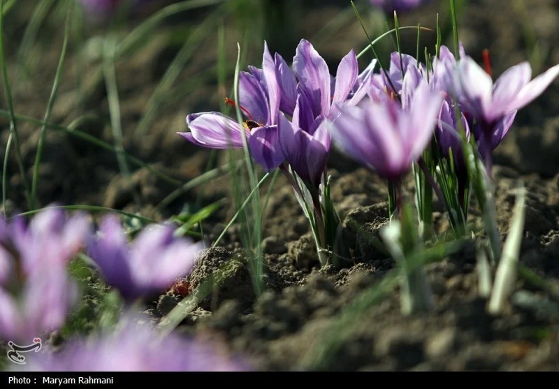 رونمایی از راهبرد شگفت‌انگیز کشاورزی کم‌آب در مازندران؛ طلای سرخ شمال ایران چگونه جان می‌گیرد؟