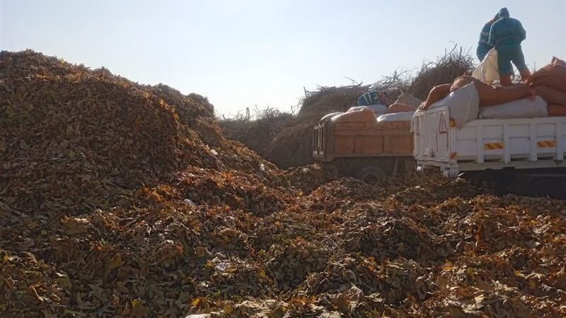 چرا معبرهای پاییزی بوستان‌های مشهد این هفته برگ‌روبی نمی‌شوند؟ تبدیل 200 تن برگ به کود آلی شگفت‌انگیز!