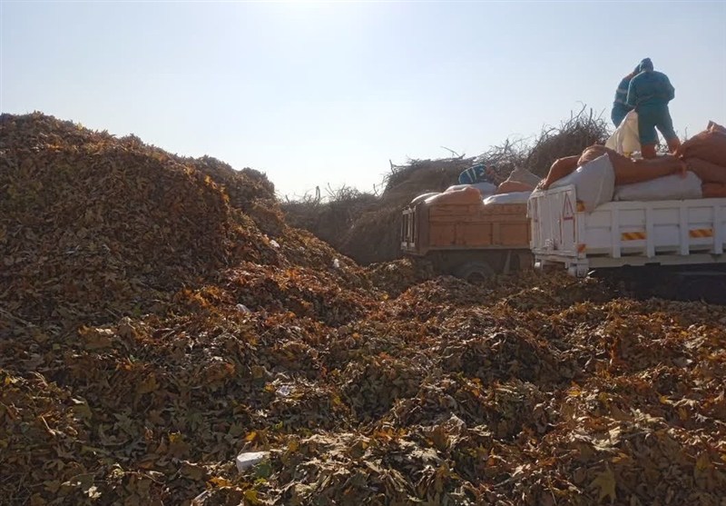 چرا معبرهای پاییزی بوستان‌های مشهد این هفته برگ‌روبی نمی‌شوند؟ تبدیل 200 تن برگ به کود آلی شگفت‌انگیز!