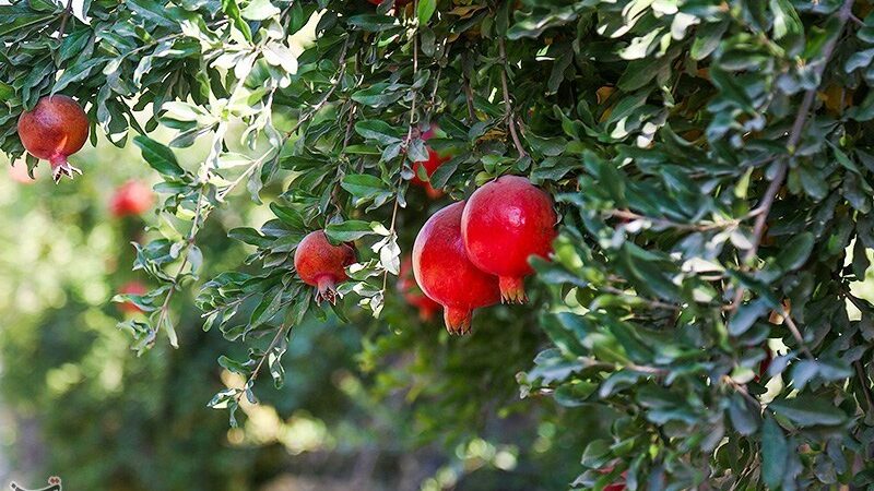 راز طلای سرخ مازندران؛ محصولی که برنج و مرکبات را پشت سر گذاشت!