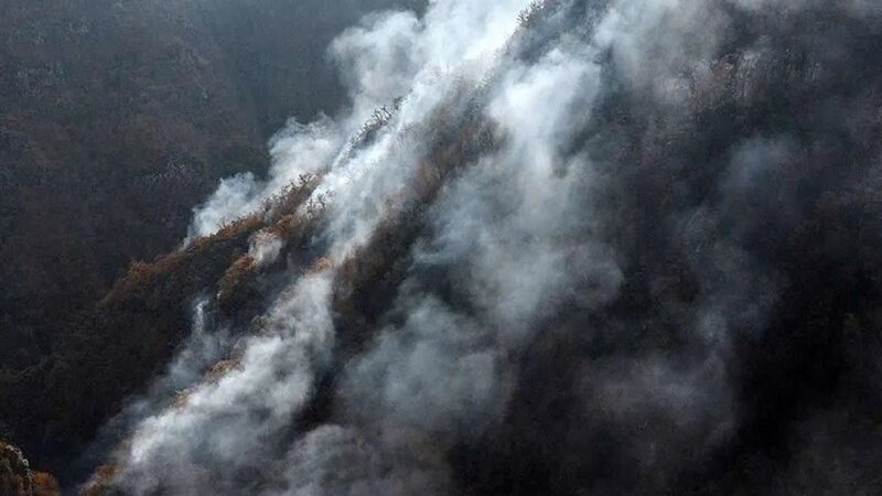 رئیس دادگستری مازندران درباره آتش‌سوزی‌های مشکوک جنگل‌ها چه گفت؟ واکنش قاطع در راه است!