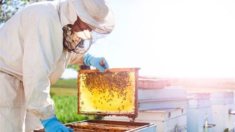 بیش از 304 هزار کلنی زنبور عسل در چهارمحال و بختیاری؛ راز موفقیت در تولید عسل طبیعی