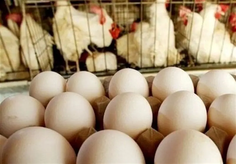 رشد حیرت‌انگیز ۶۹ درصدی تولید تخم مرغ صنعتی در کهگیلویه و بویراحمد؛ گامی بزرگ در امنیت غذایی!