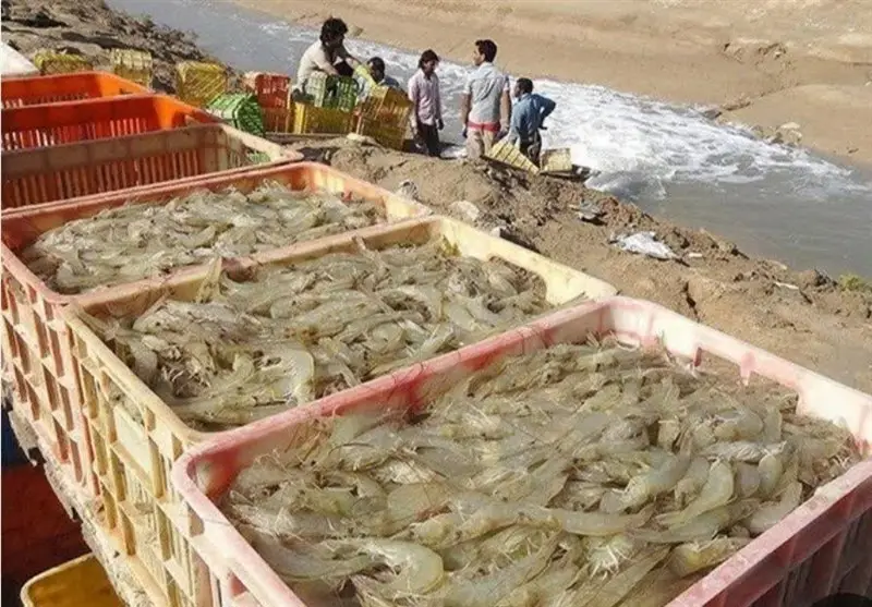 رشد 80 درصدی تولید میگو پرورشی استان بوشهر نسبت به سال گذشته