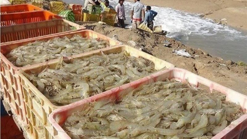 برداشت بی‌سابقه بیش از 26 هزار تن میگوی پرورشی در بوشهر؛ جهش چشمگیر صنعت شیلات