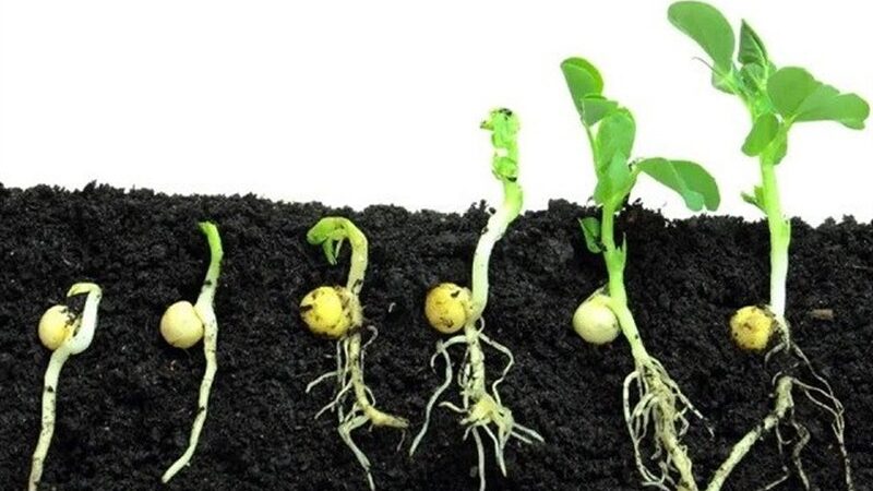 چگونه پرتودهی هسته‌ای جوانه‌زنی بذرهای کشاورزی را متحول می‌کند؟