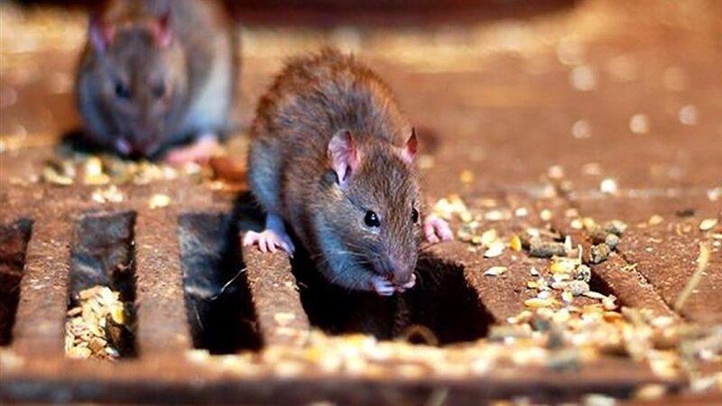 ۴ راهکار طلایی برای مقابله با موش‌های ترسناک تهران؛ تعقیب جوندگان در دل فاضلاب‌های پایتخت!