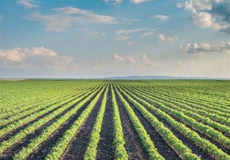 احیای خاک تخریبی در بوشهر؛ کلید سلامت شهرها و روستاها در برابر گرما و کم‌آبی