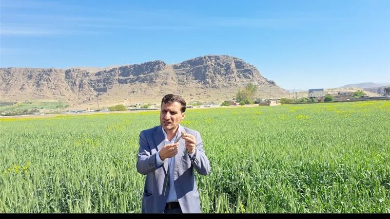 چرا زنجیره نان در ایران به مشکل خورده؟ بررسی چالش‌های پنهان گندم و نان