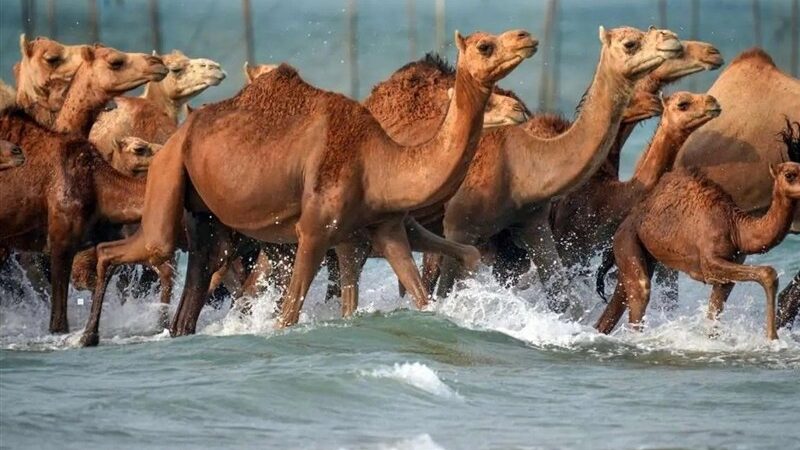 قشم در صدر نقشه‌گردشگری ملی؛ رویدادهایی که اعتبار می‌سازند