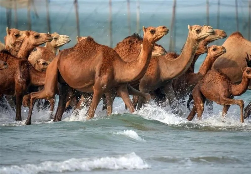 قشم در صدر نقشه‌گردشگری ملی؛ رویدادهایی که اعتبار می‌سازند - وب‌گردی