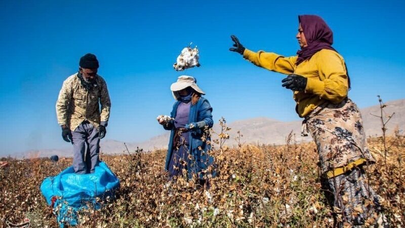 رشد سطح زیرکشت و تولید پنبه در خراسان شمالی؛ مانه رکورددار کشت و برداشت است