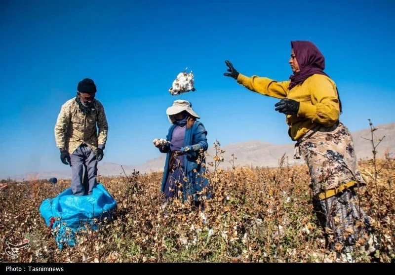 رشد سطح زیرکشت و تولید پنبه در خراسان شمالی؛ مانه رکورددار کشت و برداشت است - وب‌گردی