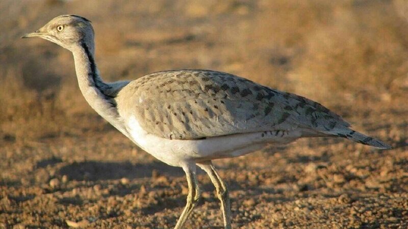 ثبت مشاهده نادر هوبره در سبزکوه چهارمحال و بختیاری پس از سال‌ها غیبت!