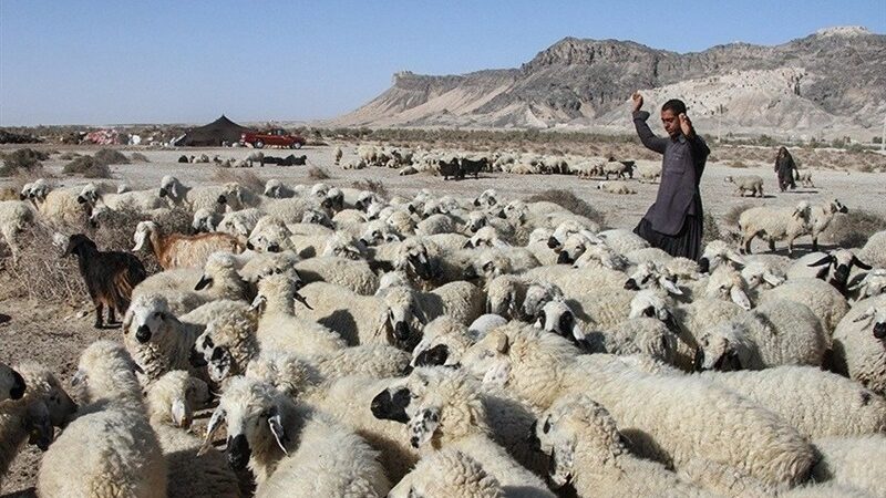 بحران بی‌سابقه دامداری در سیستان؛ گرانی نهاده‌ها چگونه ستون معیشت را لرزاند؟