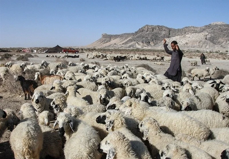 بحران بی‌سابقه دامداری در سیستان؛ گرانی نهاده‌ها چگونه ستون معیشت را لرزاند؟