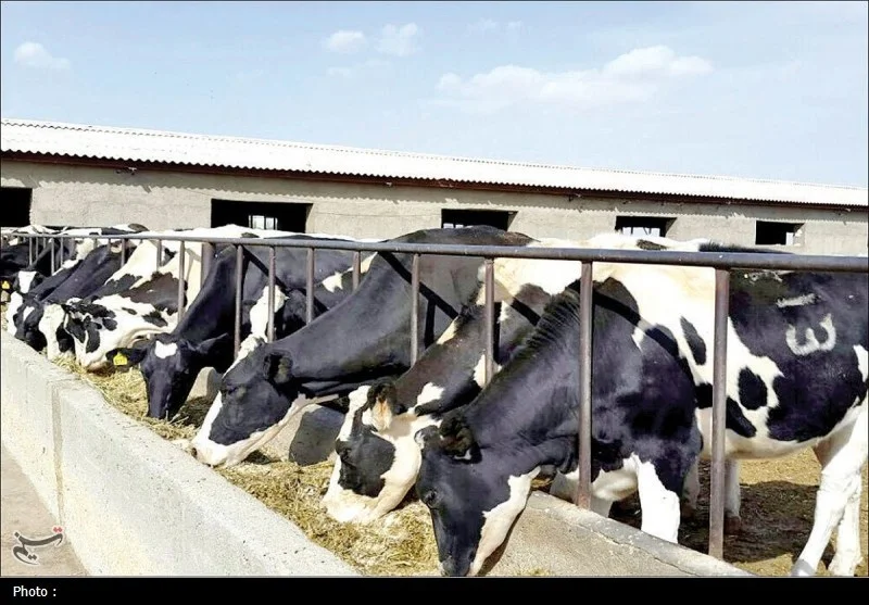 چرا بحران دام و طیور با کاهش ۳۰ درصدی ارز نهاده‌ها عمیق‌تر شد؟