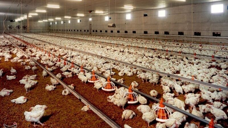 چرا نهاده‌های دامی نایاب شد؟ خشکسالی، جنگ اقتصادی و ضعف نظارت پشت پرده بحران!