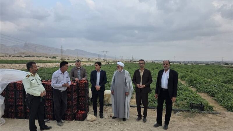 رکوردشکنی صادرات محصولات کشاورزی جنوب بوشهر؛ کشاورزان نفس راحتی کشیدند!