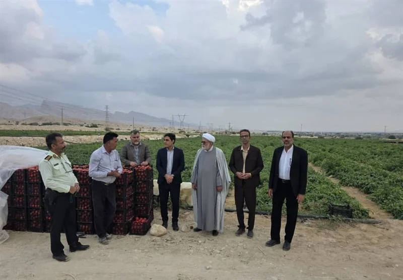 رکوردشکنی صادرات محصولات کشاورزی جنوب بوشهر؛ کشاورزان نفس راحتی کشیدند!