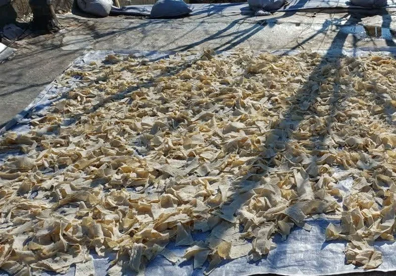 کشف عجیب ۱۳ هزار قرص نان خشک‌شده در تویسرکان؛ پشت پرده تخلف بزرگ چیست؟