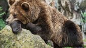 راز افزایش دیدار خرس‌ها در جنگل‌های هیرکانی؛ آخرین ضیافت پاییزی آنها چیست؟