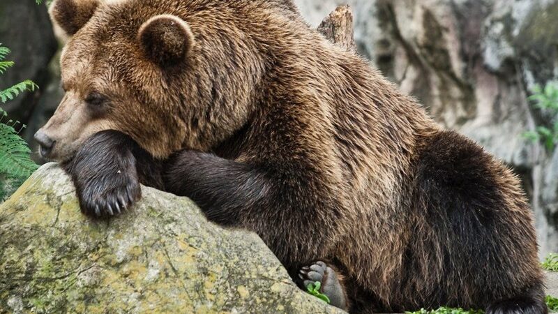 راز افزایش دیدار خرس‌ها در جنگل‌های هیرکانی؛ آخرین ضیافت پاییزی آنها چیست؟