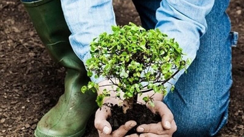 طرح ملی کاشت یک میلیارد درخت؛ ایران چگونه در برابر تغییر اقلیم ایستاده است؟