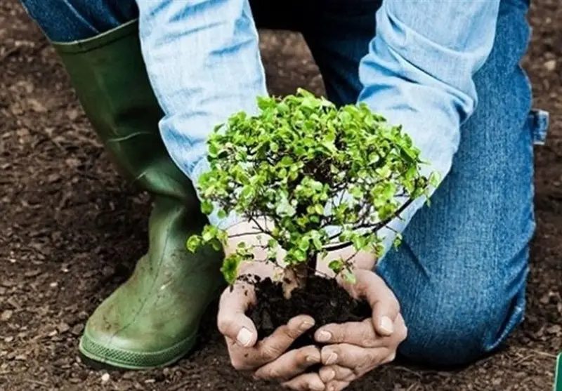 طرح ملی کاشت یک میلیارد درخت؛ ایران چگونه در برابر تغییر اقلیم ایستاده است؟