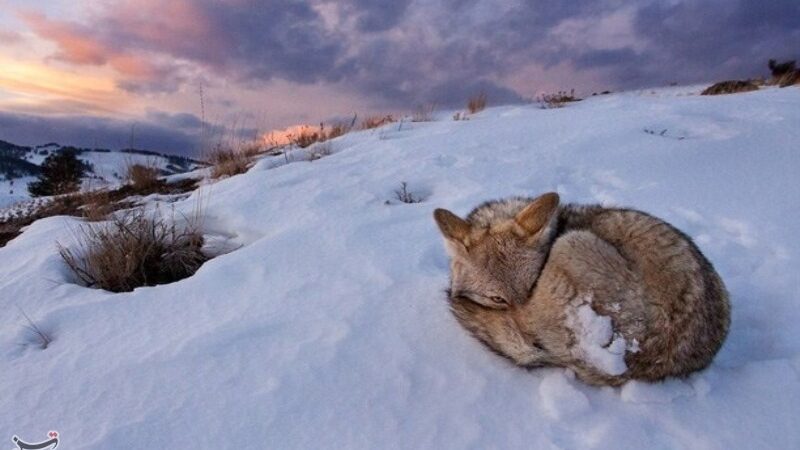 هشدار محیط زیست کهگیلویه و بویراحمد: آماده میزبانی از حیات وحش در طوفان برفی بی‌سابقه!