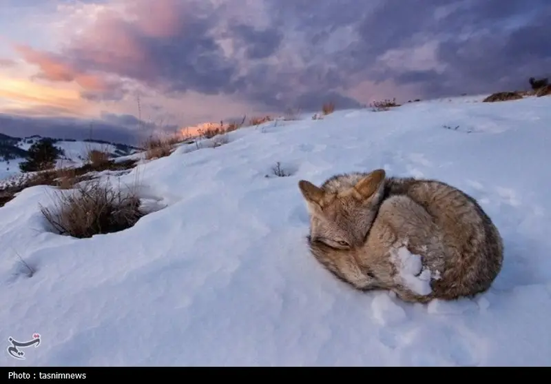 هشدار محیط زیست کهگیلویه و بویراحمد: آماده میزبانی از حیات وحش در طوفان برفی بی‌سابقه - وب‌گردی