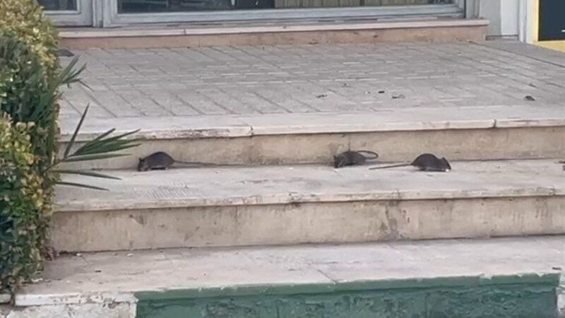 رژه موش‌ها در روز روشن؛ کابوس جدید مردم پرند که مدیریت شهری را به چالش کشید