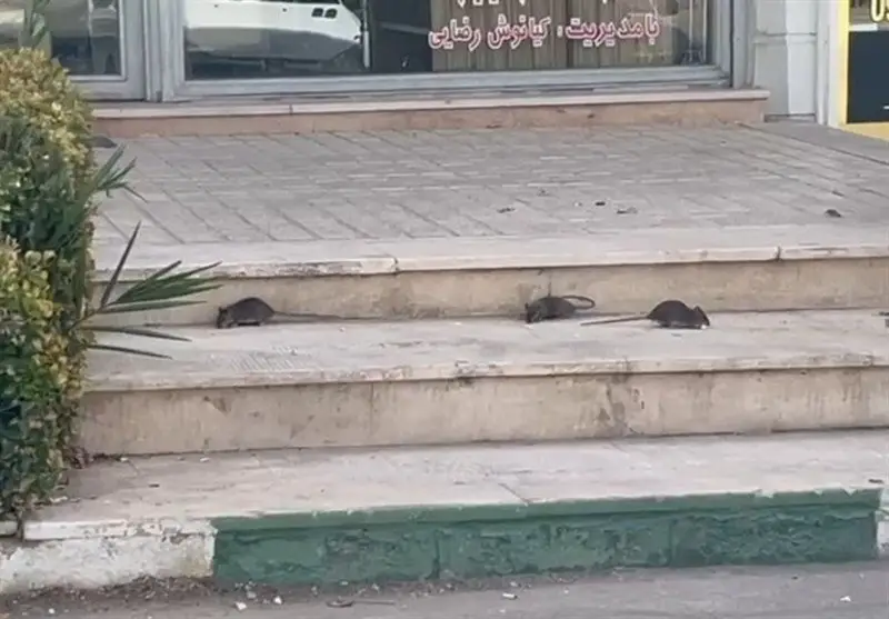 رژه موش‌ها در روز روشن؛ کابوس جدید مردم پرند که مدیریت شهری را به چالش کشید