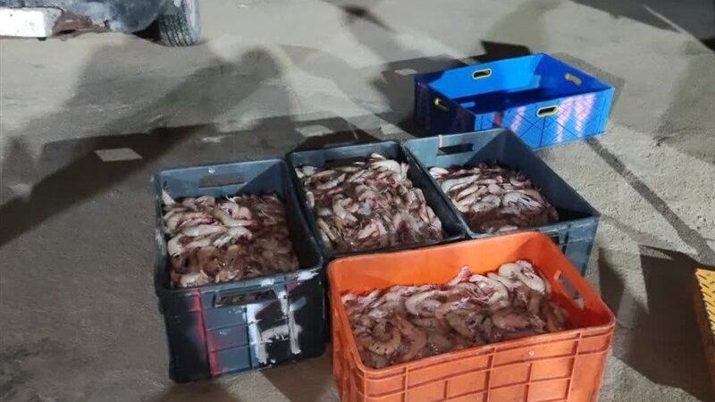 توقیف خودروی حامل میگوی ممنوعه؛ هشدار جدی به صیادان غیرمجاز در خلیج فارس
